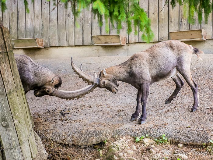 53 pfander thesanetravel.comP1345974