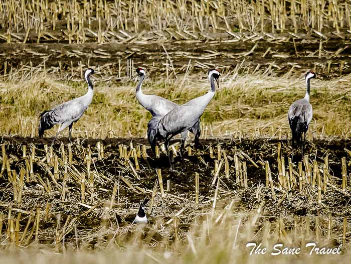 41 cranes thesanetravel.com P1950314