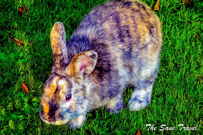 antwerpen city autumn rabbit www.thesanetravel.com 1260173