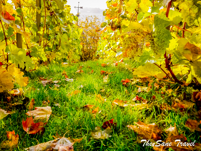 prague autumn www.thesanetravel.com 1570240