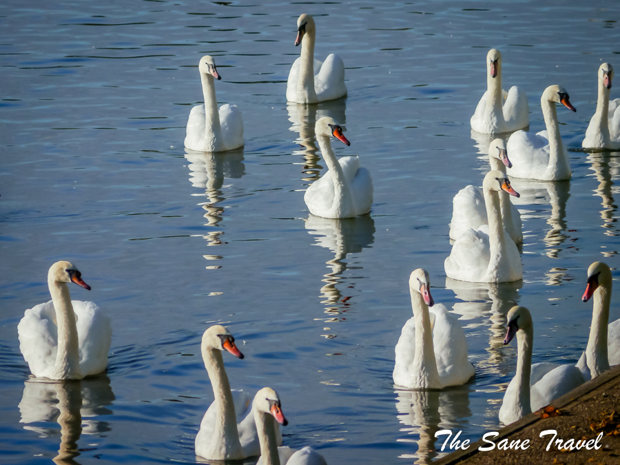 Stratford queens swans