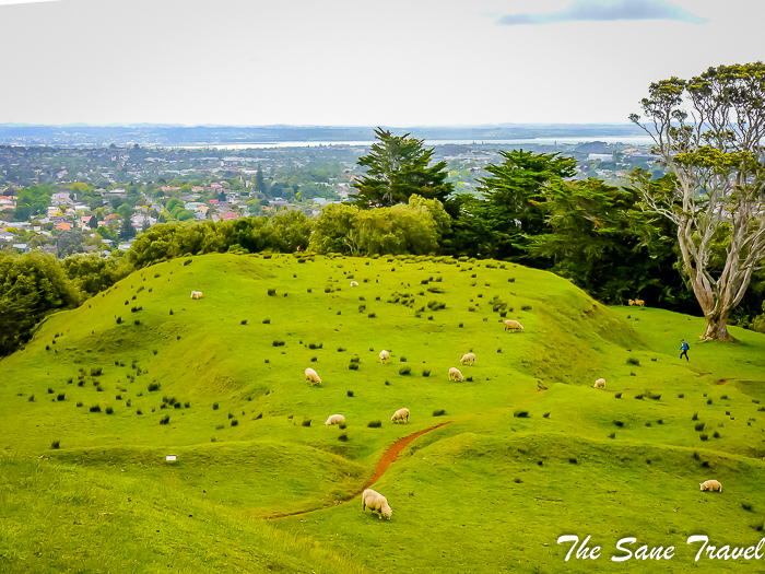 10 auckland from above thesanetravel.com 1310088