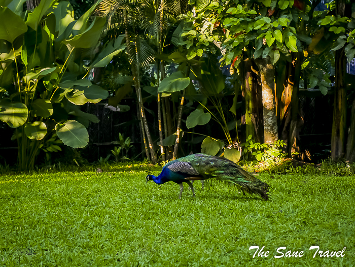 24 farm san benito philippines thesanetravel.com 1180194