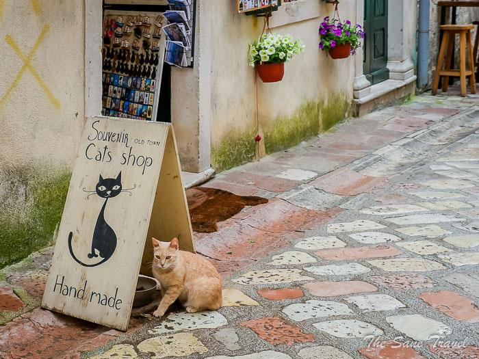 112 cats kotor thesanetravel.comP1407838