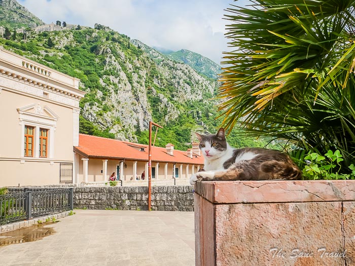113 cats walls kotor thesanetravel.comP1407929