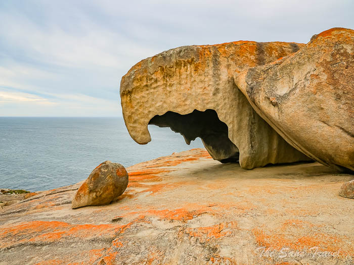17 kangaroo thesanetravel.com P1720187