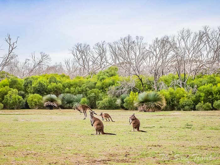 18 kangaroo thesanetravel.com P1720401