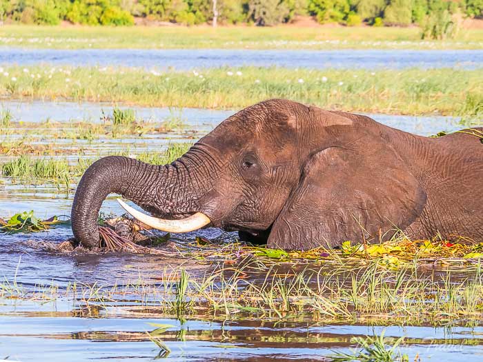 57 okwango thesanetravel.com P1602140