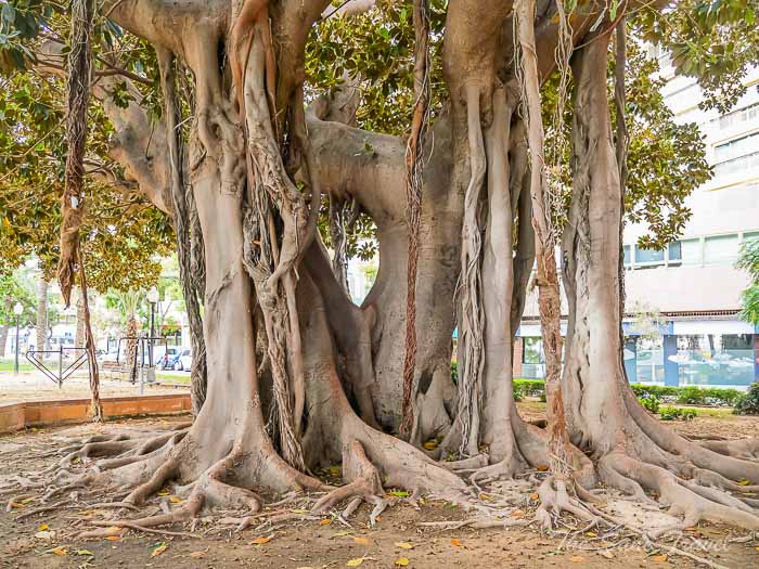 164 canalejas park alicante thesanetravel.com P1683414