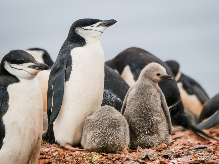 10 chinstrap penguins thesanetravel.comP1361398