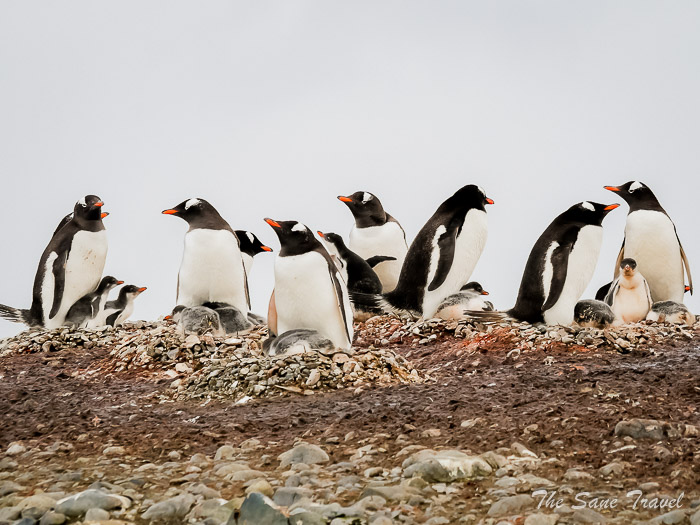 11 gentoo penguins thesanetravel.comP1371872