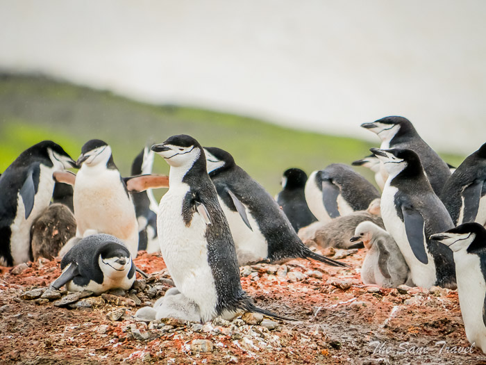 199 9 january aitcho thesanetravel.comP1361235