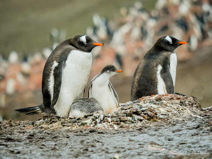 203 9 january aitcho thesanetravel.comP1361418