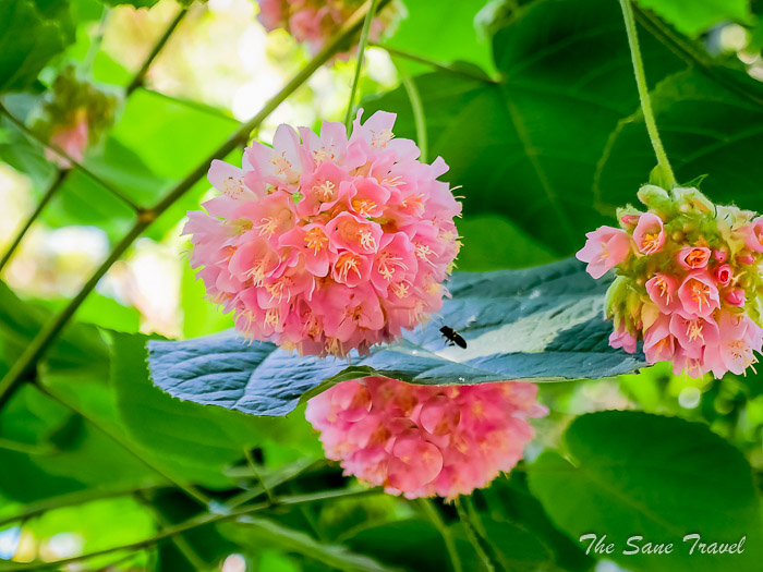 66 arucas garden thesanetravel.comP1276061