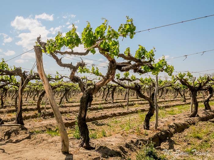 70 el esteco thesanetravel.comP1253176