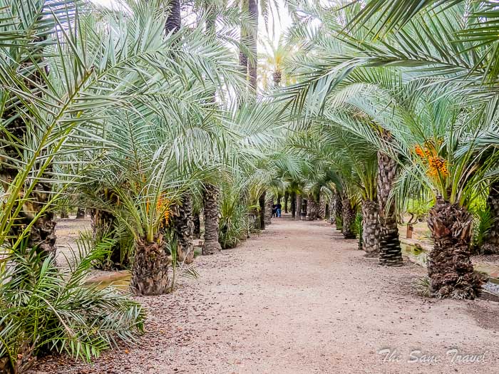 82 palm museum thesanetravel.com P1499290