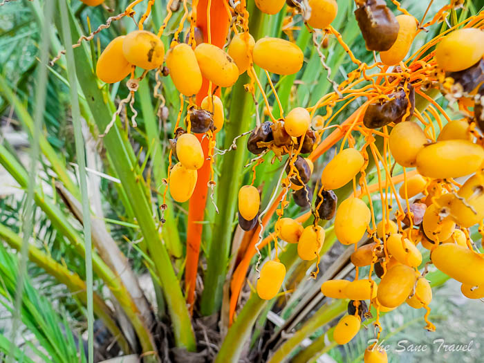 85 palm museum thesanetravel.com P1499308