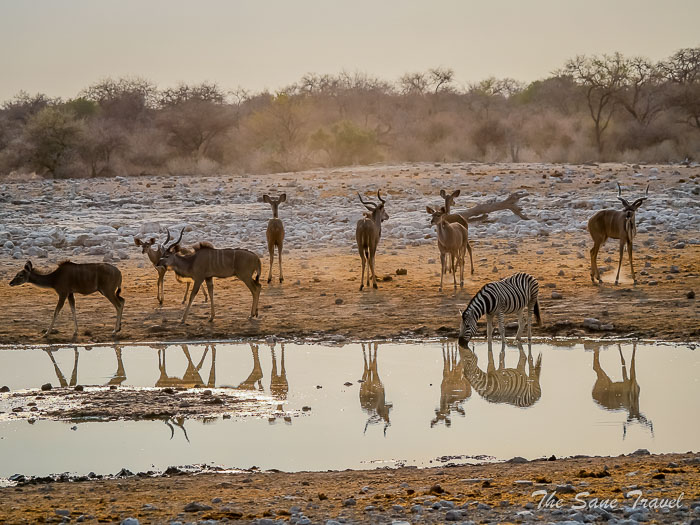 11 animals at waterhole thesanetravel.com P1464888