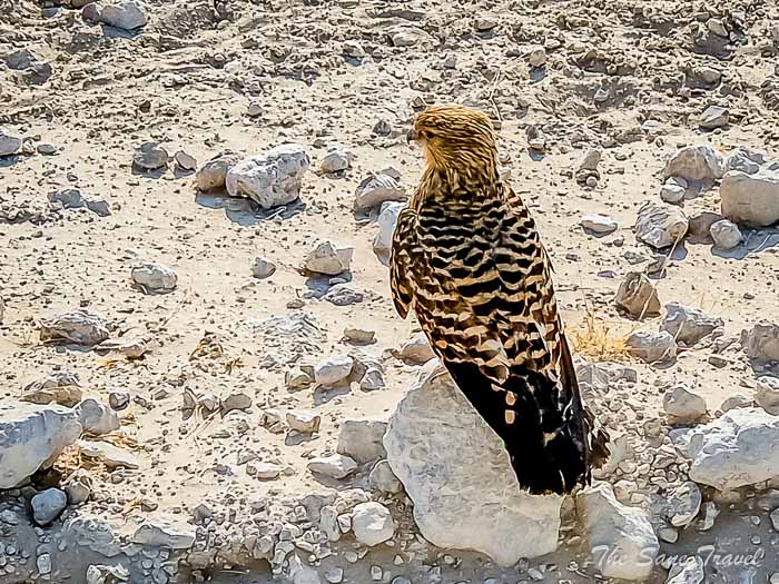 130 greater kestrel etosha thesanetravel.com 20240916 164553