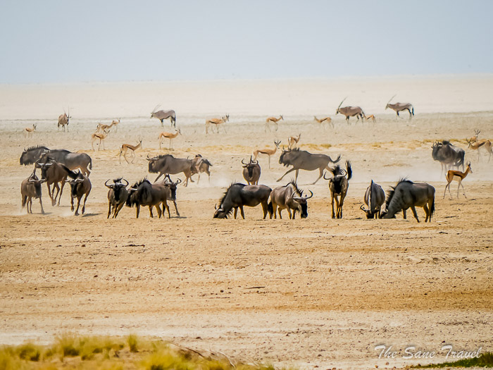 16 wildebeests etosha thesanetravel.com P1453842