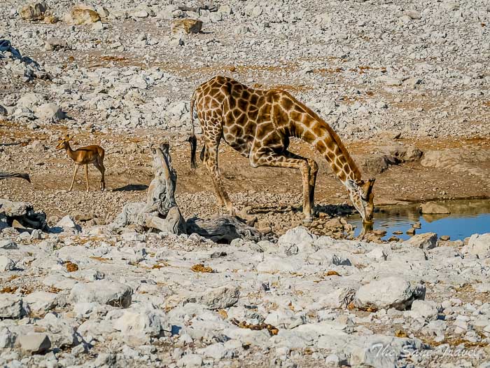 61 ground squirrels etosha thesanetravel.com P1453830
