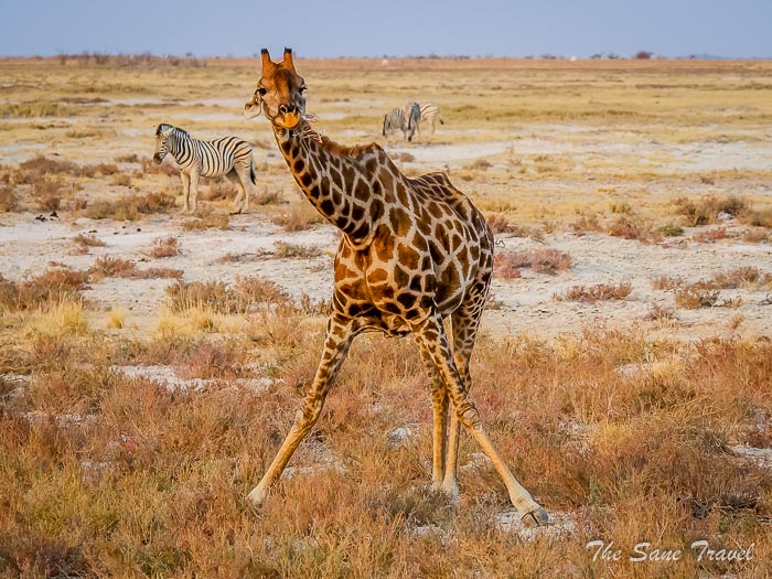 165 giraffes etosha thesanetravel.com P1464738