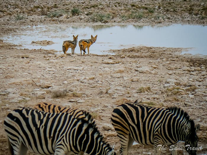 19 jackals etosha thesanetravel.com P1454295