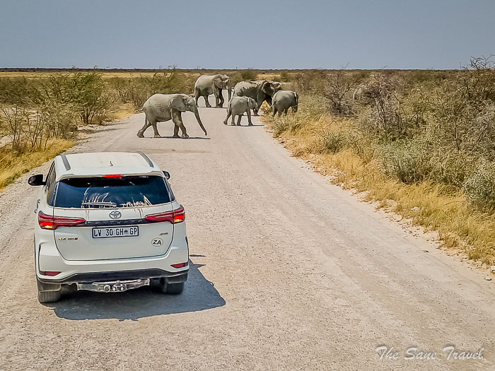 26 elephants etosha thesanetravel.com 20240918 115752