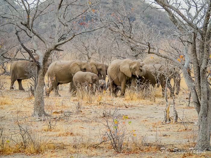 28 elephants etosha thesanetravel.com P1454356