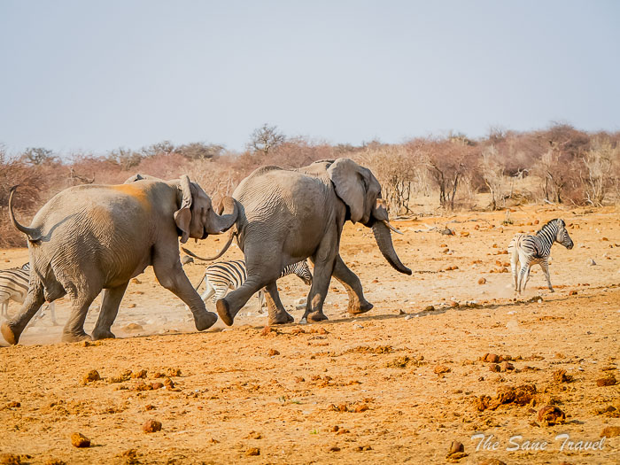 34 elephants etosha thesanetravel.com P1454605