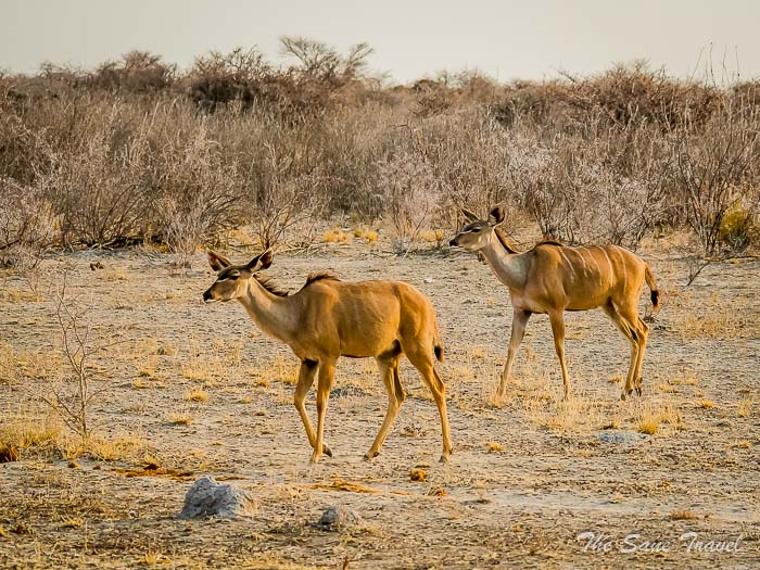 36 kudus etosha thesanetravel.com P1464702
