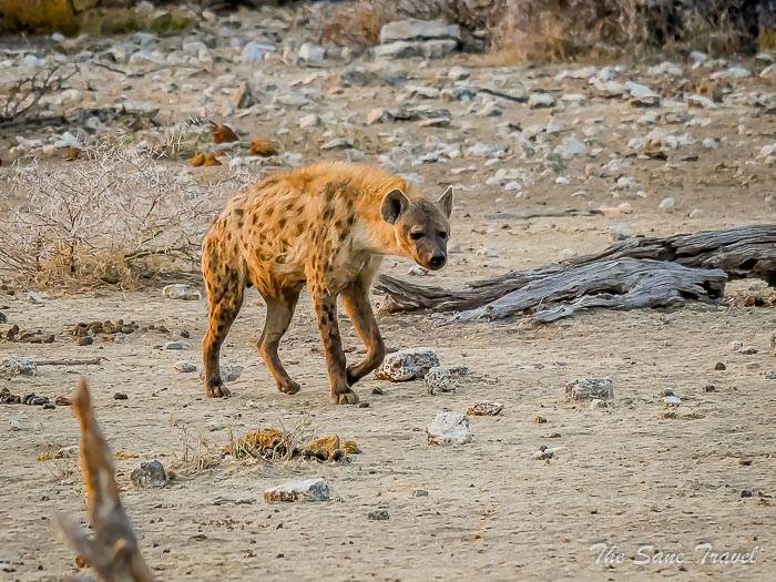 41 hyena etosha thesanetravel.com P1464804