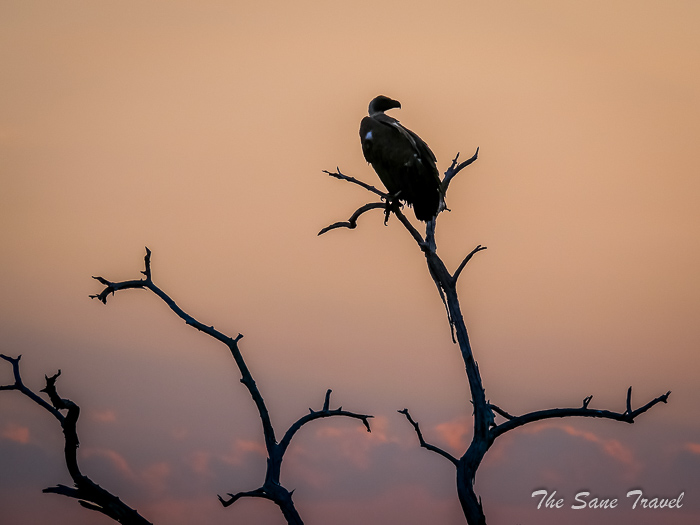 42 vulture etosha thesanetravel.com P1464865