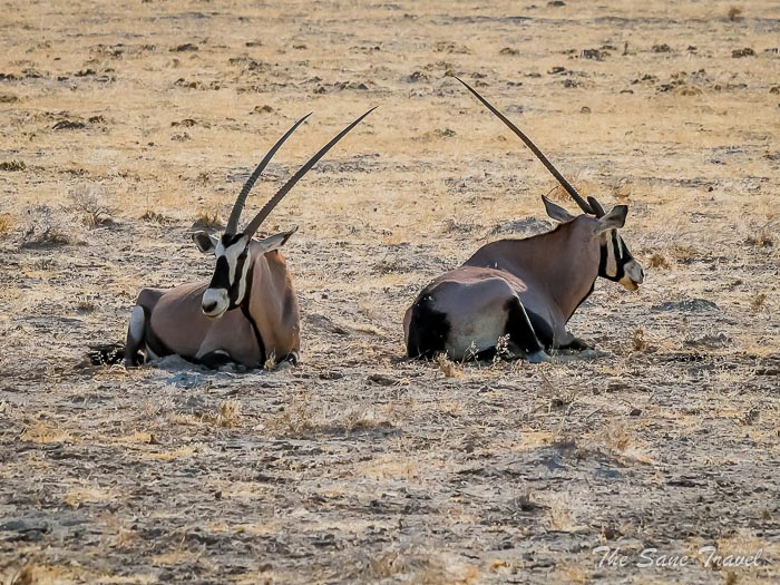 44 gemsbok etosha thesanetravel.com P1443376