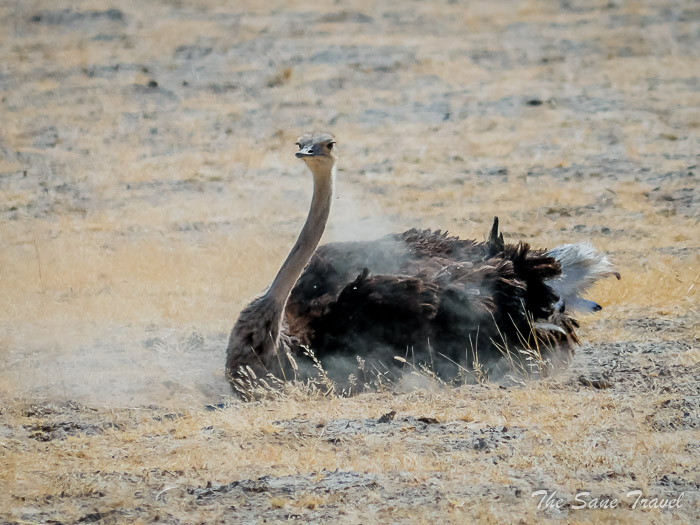 53 ostrich etosha thesanetravel.com P1453689