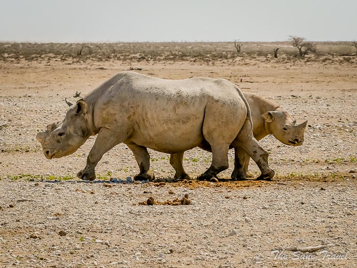 66 rhinos etosha thesanetravel.com P1453885