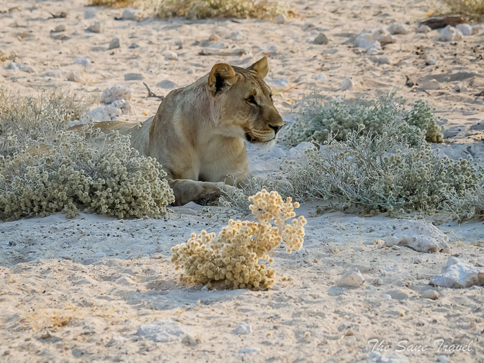 84 lions etosha thesanetravel.com P1443438