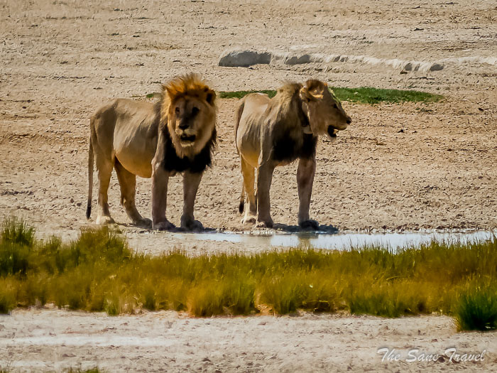 91 lions etosha thesanetravel.com P1453775