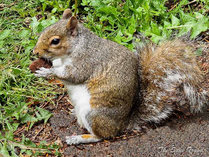 21 rougemont garden exeterthesanetravel.com20220701 110432