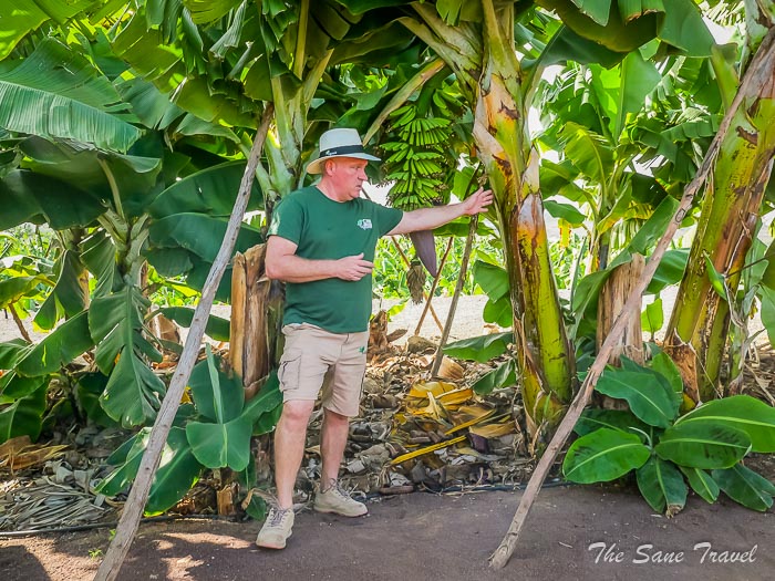 29 bananas thesanetravel.comP1348660