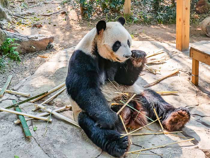 206chimelong thesanetravel.com P1567847