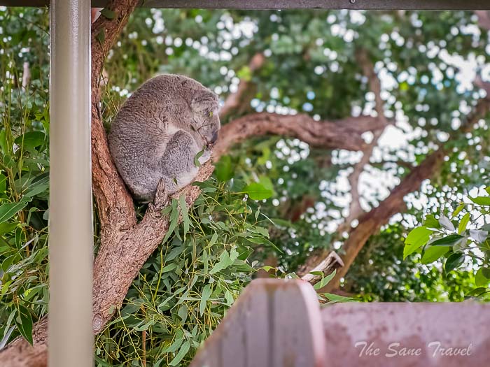 23 taronga koalas thesanetravel.com P1709104