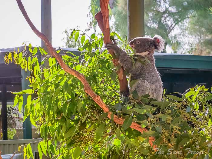 30 featherdale koalas thesanetravel.com P1709554
