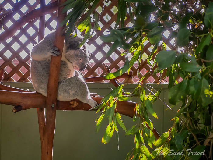 31 featherdale koalas thesanetravel.com P1709562