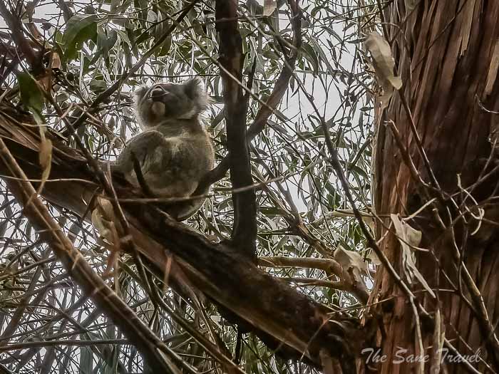43 hanson bay koalas thesanetravel.com P1720261