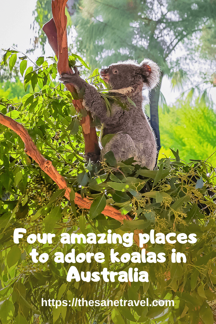 KoalasS
