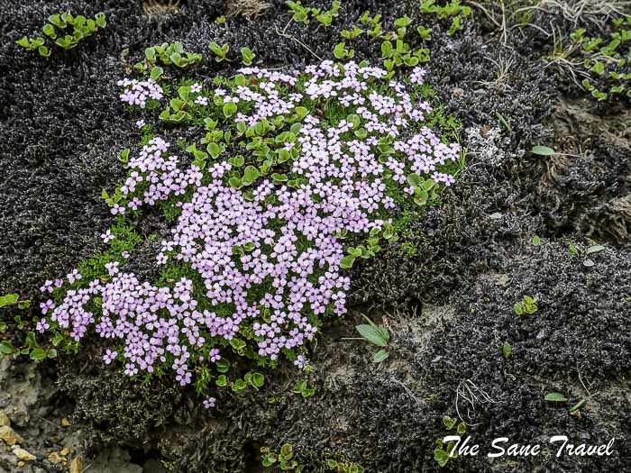 47 landmannlaugar thesanetravel.com P1064085