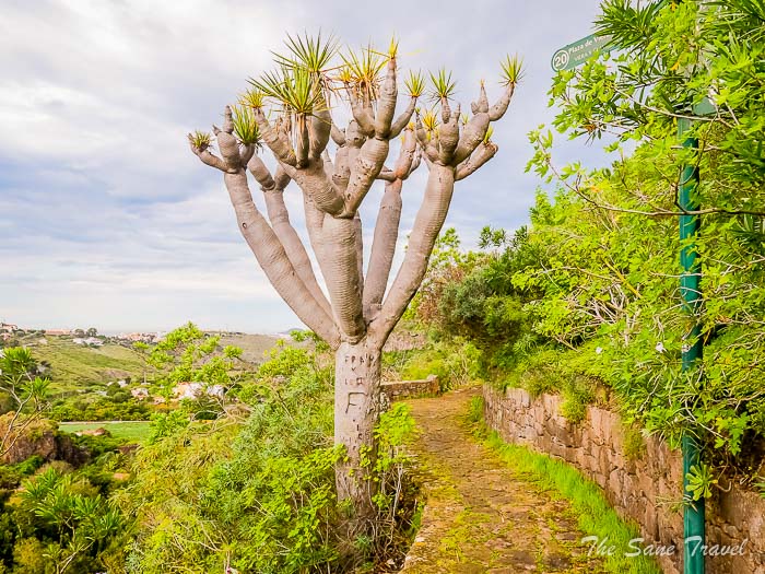 84 botanical garden las palmas thesanetravel.comP1275395