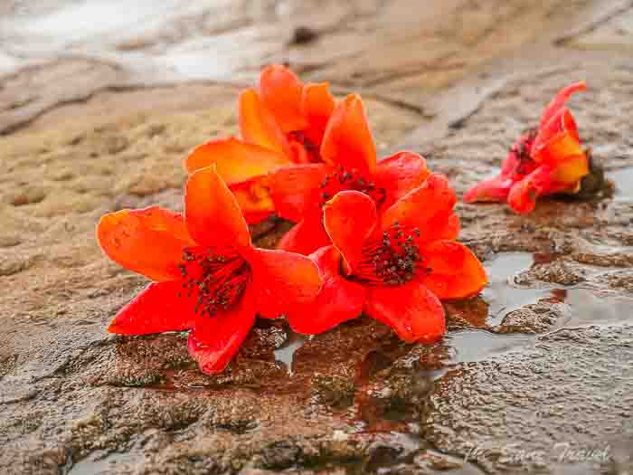 16 lotus hill thesanetravel.com P1556183