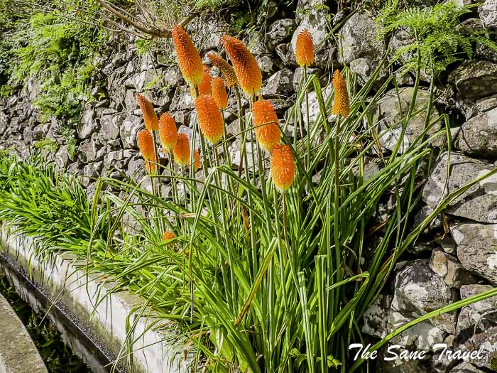 95 half day levadas thesanetravel.com P1143944